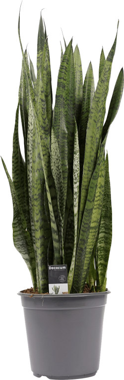 Sansevieria Zeylanica