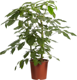 Schefflera Amate (Vingersboom)