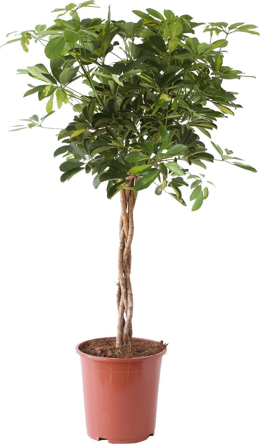 Schefflera Arboricola