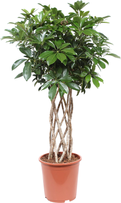 Schefflera Arboricola (Vingerboom)