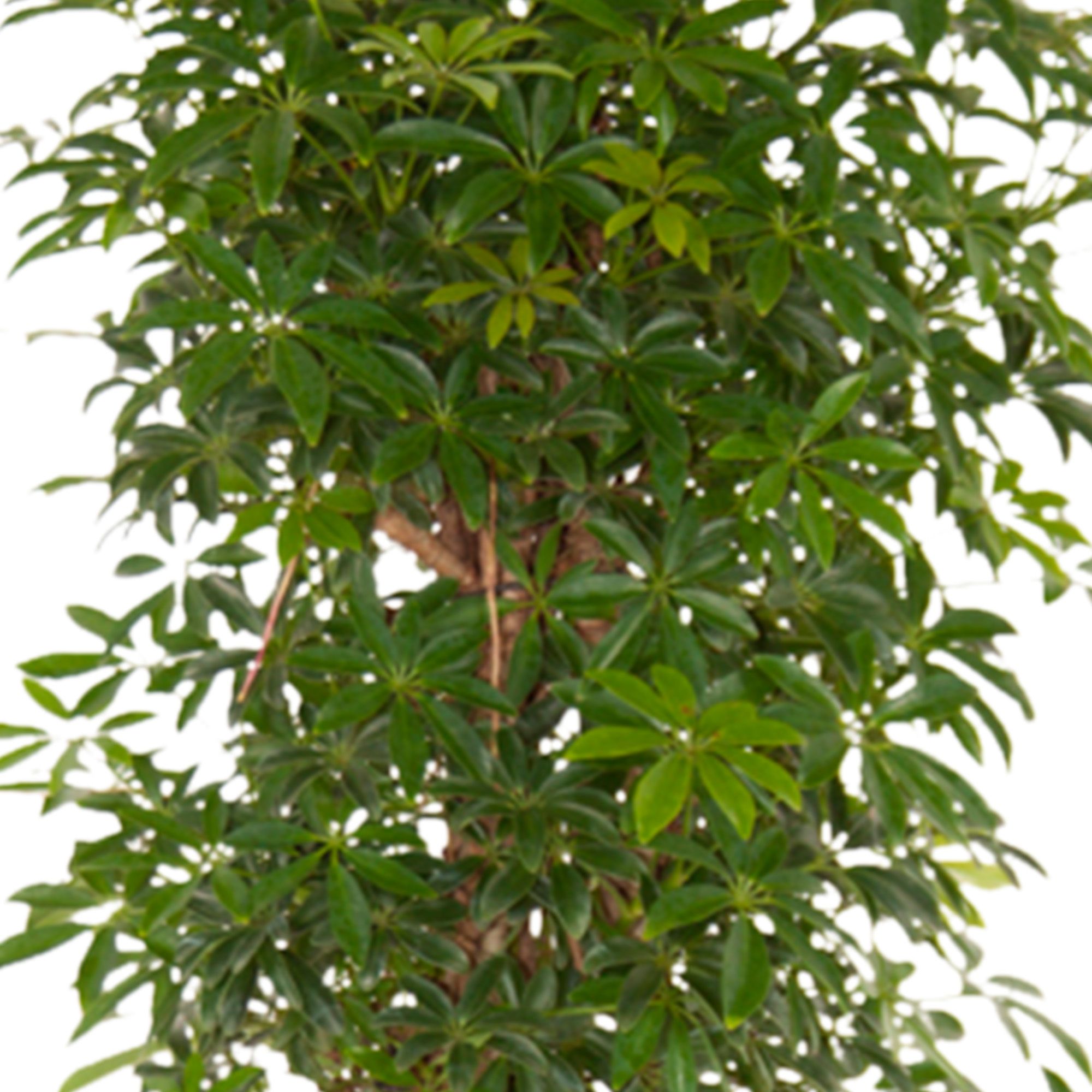 Schefflera Luseana bush Close-up