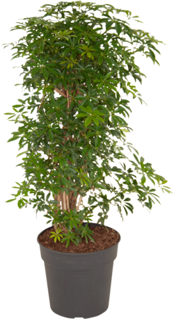 Schefflera Luseana bush 