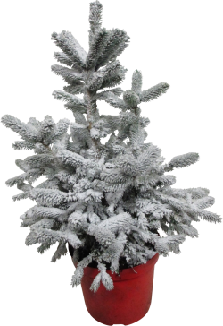 Sneeuwspar Picea Pungens 