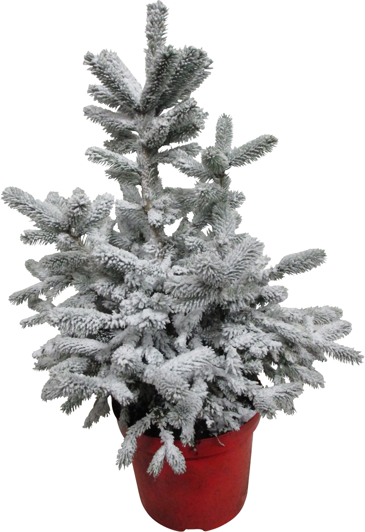 Sneeuwspar Picea Pungens transparant vooraanzicht