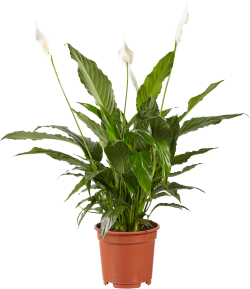Spathiphyllum (Lepelplant)