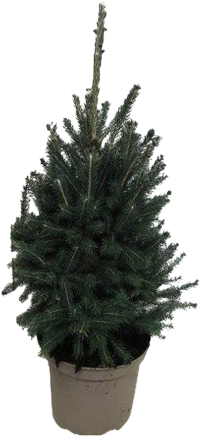 Witte spar Picea Glauca transparant vooraanzicht