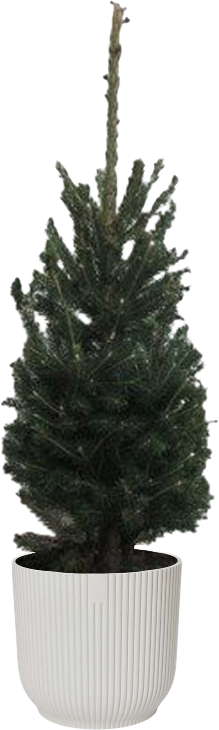 Witte spar Picea Glauca transparant vooraanzicht