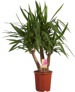 Yucca (Palmlelie)