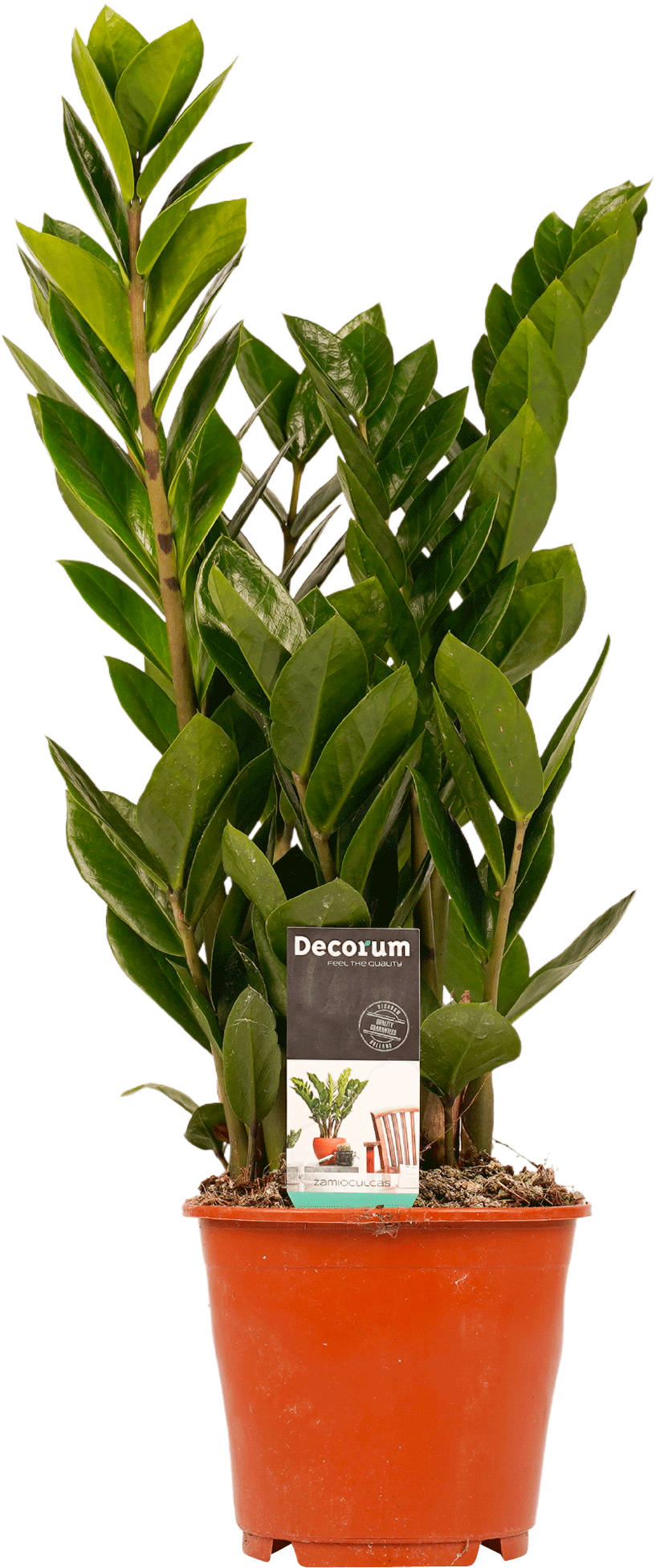 Zamioculcas